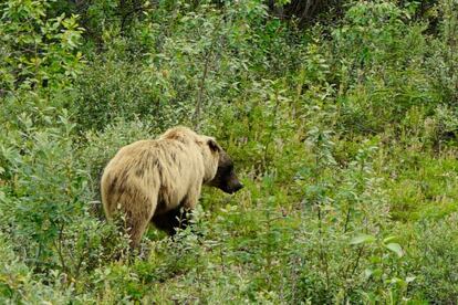 Un oso negro junto a la carretera.