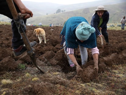 Un grupo de campesinos realizan el volteo de la tierra de cultivo, el 14 de noviembre de 2023, en San José de Apata, provincia de Jauja (Perú).