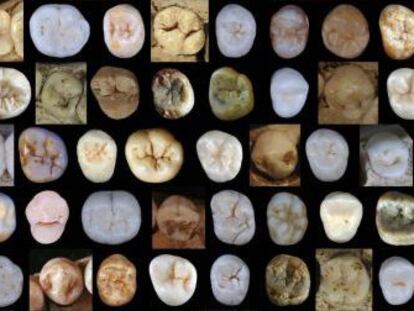 Dientes fósiles de homínidos utilizados en el estudio.