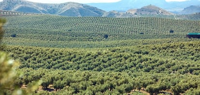 Olivares de Castillo de Canena, en el Valle del Alto Guadalquivir, provincia de Ja&eacute;n.