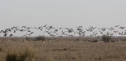 Doñana es una de la reserva de aves más importantes de Europa.