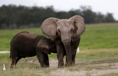 An elephant breastfeeds its young one at the Amboseli National Park, southeast of Kenya's capital Nairobi, April 25, 2016. REUTERS/Thomas Mukoya