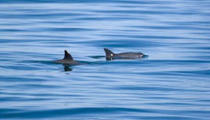 Un par de vaquitas marinas en el golfo de California.