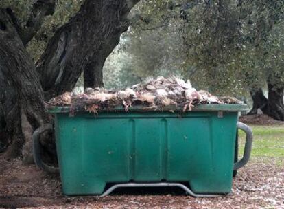 Olivos centenarios arropan el contenedor con cadáveres de pollos y gallinas en el que fue vista la leona alimentándose.