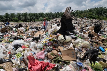 Los zopilotes, aves carroñeras, son conocidas como 'limpiamundos' porque se lo comen todo. Las montañas de basura emanan calor, olor nauseabundo y gases.