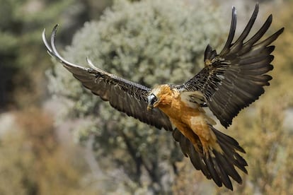 Un quebrantahuesos ('Gypaetus barbatus') en pleno vuelo.