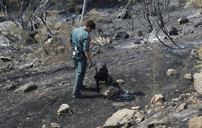 Un perro de la Guardia Civil investiga el incendio de Robledo de Chavela en 2012.