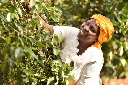 Una trabajadora de una de las empresas de economía social y solidaria recoge frutos de un árbol, en junio de 2020.