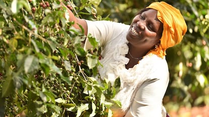 Una trabajadora de una de las empresas de economía social y solidaria recoge frutos de un árbol, en junio de 2020.