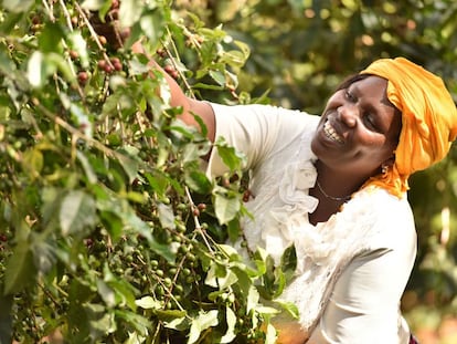 Una trabajadora de una de las empresas de economía social y solidaria recoge frutos de un árbol, en junio de 2020.