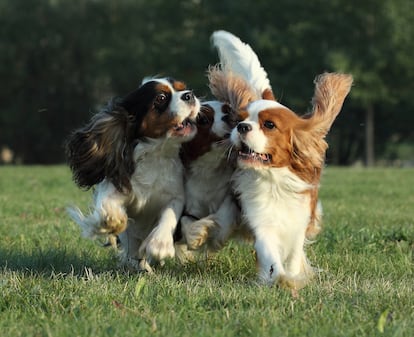Tres cachorros de raza Cavalier King Charles spaniel, corriendo sobre la hierba.