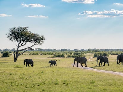 Una manada de elefantes en el parque nacional Hwange (Zimbabue).