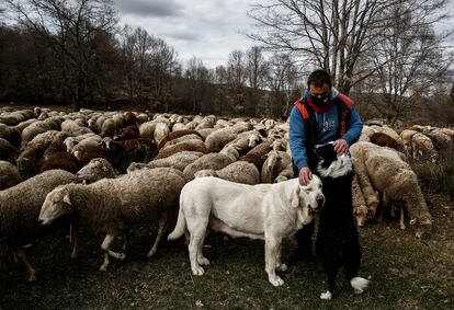 Border collies are widely used in herding sheep and to defend against possible wolf attacks. 