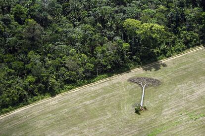 Um castanheiro jaz em um campo de soja na floresta amazônica nos arredores de Santarém, no Brasil. Quando esta fotografia foi tirada, em 2013, a lei brasileira protegia esses tipos de árvores, para que não pudessem ser cortadas até secarem.