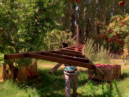 Un agricultor en una plantación de granadas.