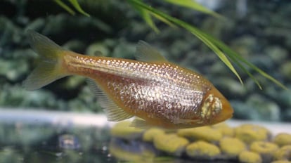 Los tetras de las cavernas tienen un aspecto distinto que los miembros superficiales de su especie 