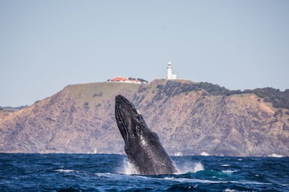 Además de por sus impresionantes playas que hacen las delicias de los surferos, Byron Bay es un lugar atractivo  por los avistamientos de ballenas jorobadas. Se pueden observar desde la costa, a ser posible pertrechados de unos prismáticos, o desde alguna de las embarcaciones que tienen las empresas que ofrecen excursiones. 