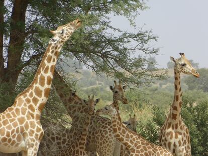 Jirafas de África Occidental de la reserva natural de Kouré.