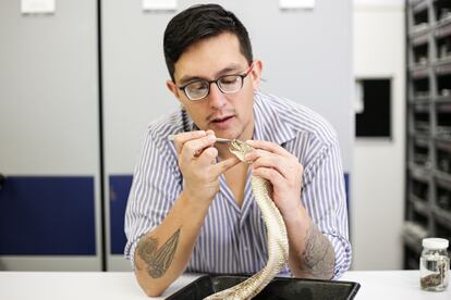 Carlos Bravo estudia el cuerpo de una serpiente.