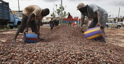 Trabajadores recogiendo granos de cacao en Duekoue (Costa de Marfil).