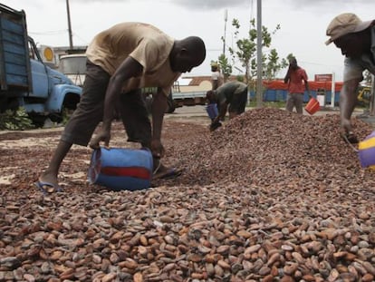 Trabajadores recogiendo granos de cacao en Duekoue (Costa de Marfil).