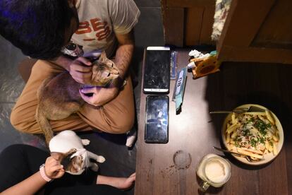 Un grupo de personas toman café mientras juegan con unos gatos. El Cafe Studio es el primero de Mumbai, que alberga a 40 felinos rescatados de las calles y en adopción.