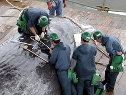 Miembros de una flota de barcos balleneros miden el perímetro de un cachalote en el noroeste del océano pacífico.
