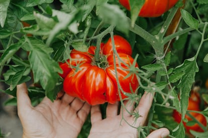 El momento óptimo para tomar un buen tomate, según los expertos, es a mediados de septiembre.
