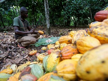 Un granjero trabaja en una plantación de cacao en Toumodi, Costa de Marfil, en octubre de 2018.