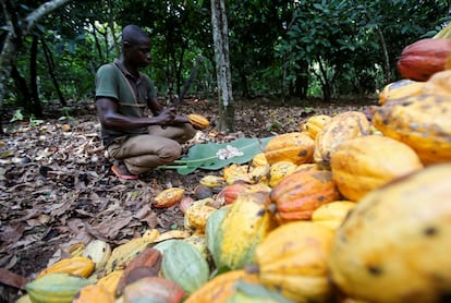 Un granjero trabaja en una plantación de cacao en Toumodi, Costa de Marfil, en octubre de 2018.