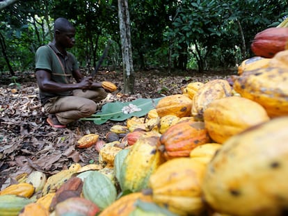 Un granjero trabaja en una plantación de cacao en Toumodi, Costa de Marfil, en octubre de 2018.