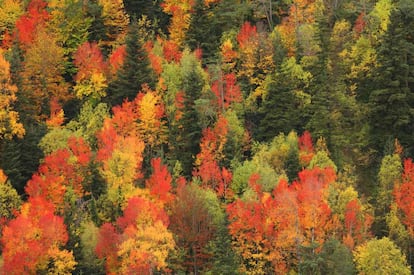 Los colores del otoño. La foto es del año pasado en el valle de Ordesa, en el Pirineo aragonés. / DAVID SANTIAGO GARCIA (GETTY)