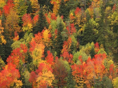 Los colores del otoño. La foto es del año pasado en el valle de Ordesa, en el Pirineo aragonés. / DAVID SANTIAGO GARCIA (GETTY)