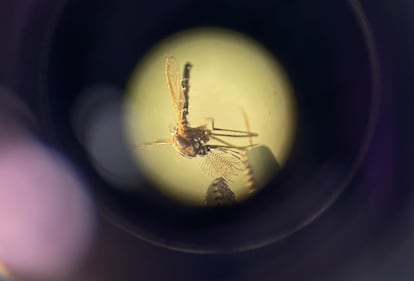 Fiebre amarilla en ecuador