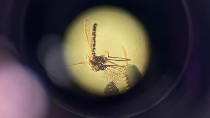 Un ejemplar del mosquito Aedes aegypti, portador de la fiebre amarilla.