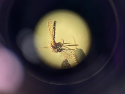 Fiebre amarilla en ecuador