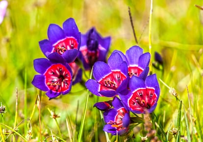 La geisorriza es una iridácea que conjuga en sus flores colores imposibles para otras plantas.