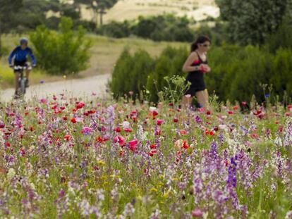 Pradera de flores en el parque Felipe VI en Madrid.