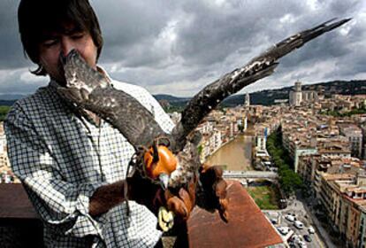 Una de las crías de halcón, junto a su cuidador, inicia sus ejercicios de adaptación a las alturas de Girona.