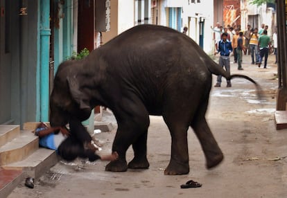 Un elefante salvaje embiste a un guardia de seguridad en Mysore, en el estado de Karnataka, al sur de la India. Dos elefantes no domesticados entraron en el ncleo urbano arremetiendo contra mobiliario urbano, vehculos y personas. El guardia de seguridad falleci a consecuencia de las heridas.