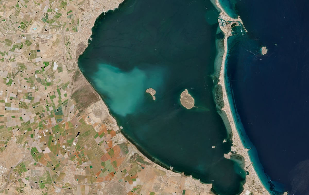 La mancha blanca en el Mar Menor arrasa siete kilómetros de vegetación y diezma las poblaciones de peces: de 21 especies a solo tres