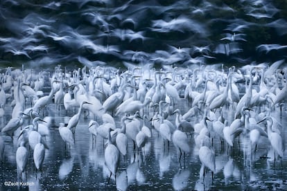 Más de un millar de garzas blancas se congregaron en el bosque húngaro de Gemenc tras una crecida del río Danubio. El fotógrafo Zsolt Kudich acampó durante cinco días en la zona para lograr esta espectacular imagen de las aves.