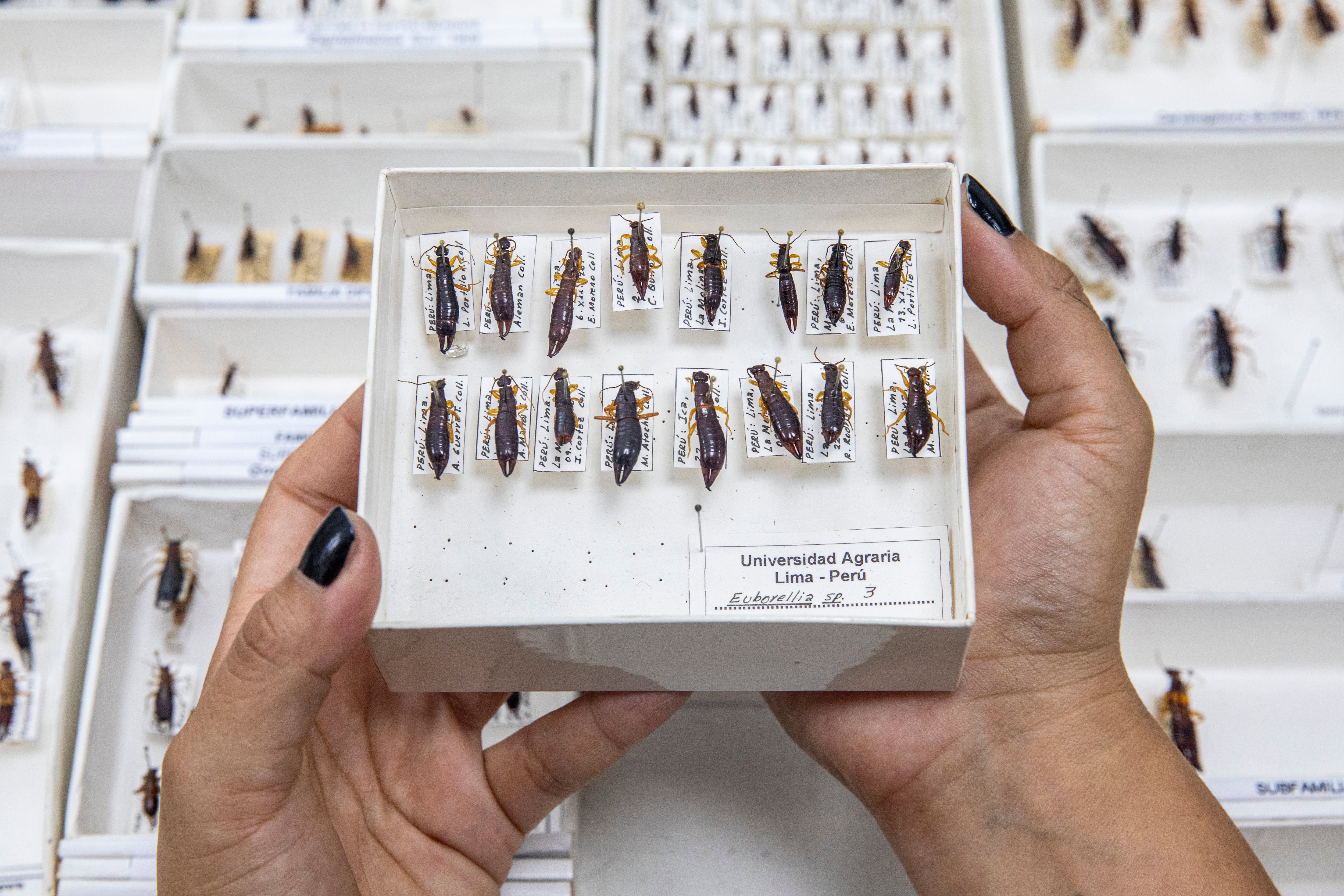 La extinción invisible: sobre cómo las lombrices y los ácaros corren el riesgo de desaparecer