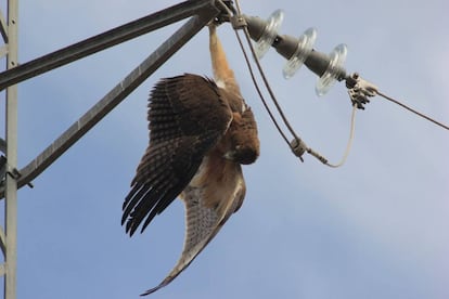 Un águila perdicera electrocutada cuelga del apoyo de un tendido eléctrico. 