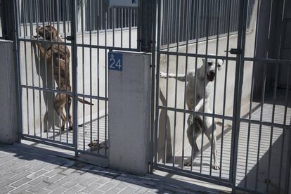 Perros acogidos en un Centro de Protección Animal.