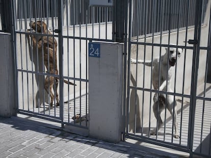 Perros acogidos en un Centro de Protección Animal.