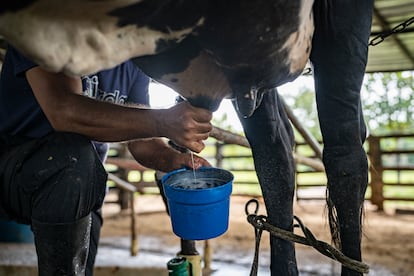 Fabián Vargas, ordeña una vaca en su finca el Jordan.