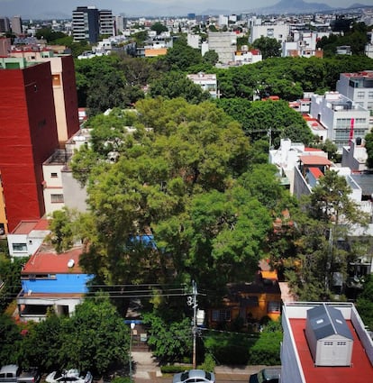 El 13 de junio fue decretado al árbol "Eugenio" como Patrimonio Natural y Cultural de la Ciudad de México.