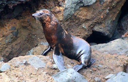 Un lobo marino californiano con síntomas de alopecia en el archipiélago de San Benito, en una fotografía de archivo. BAJA CALIFORNIA (MÉXICO), MAYO DE 2023. - Los lobos finos de California (Zalophus californianus) en el archipiélago de San Benito sufren de alopecia.