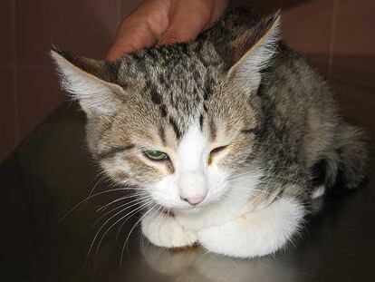 El gato <i>Mica, </i>herido en un ojo, después de ser curado en la asociación El Refugio.